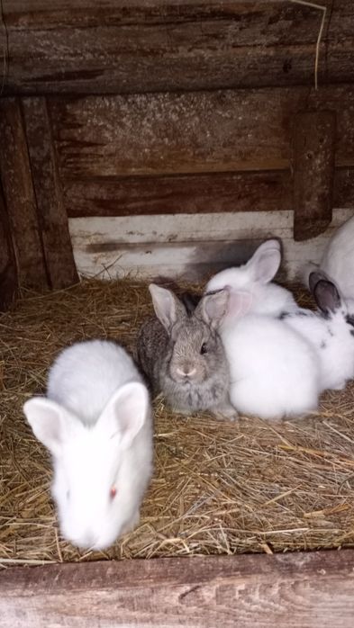 Młode króliki mieszańce