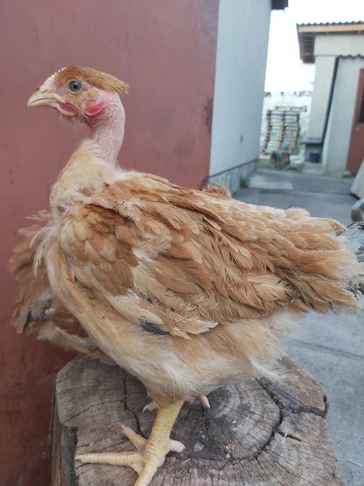 Голошийка підрощена,2 міс