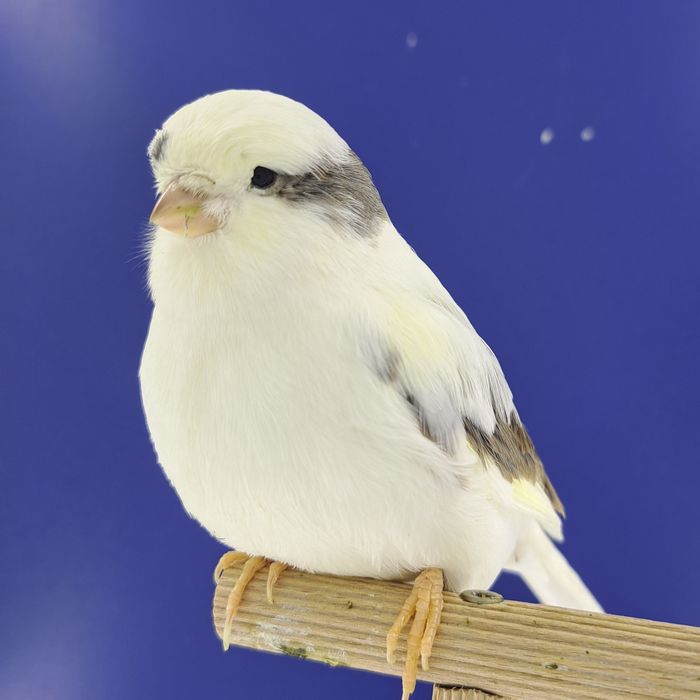 Kanarek, samczyk 23 - sprzedam, Wrocław