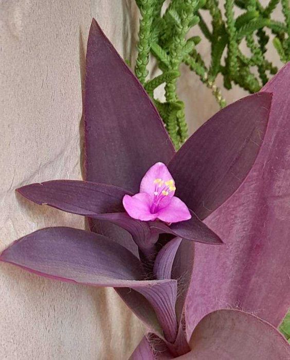 Planta natural, super linda