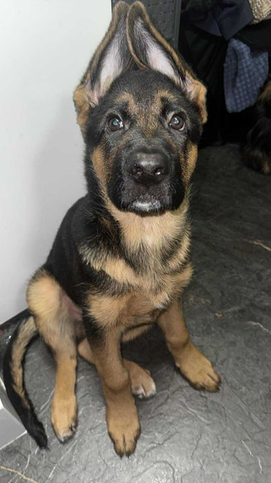 Owczarek Niemiecki szczenięta