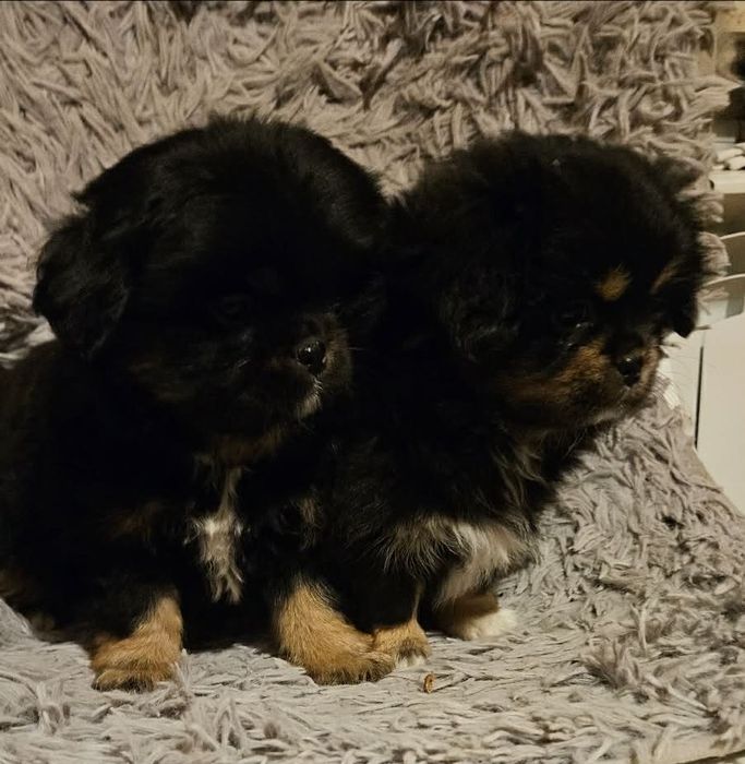 Szczeniaki pekinczyka