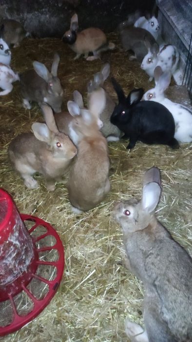 Vendo Coelhos Caseiros