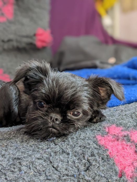 Дівчинка бельгійський грифон