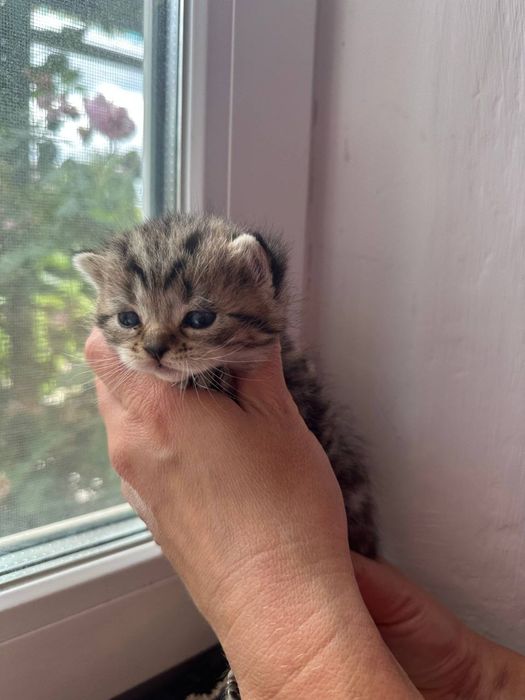 Шотландці,Британці,кошенята, шиншила,серебро , котята