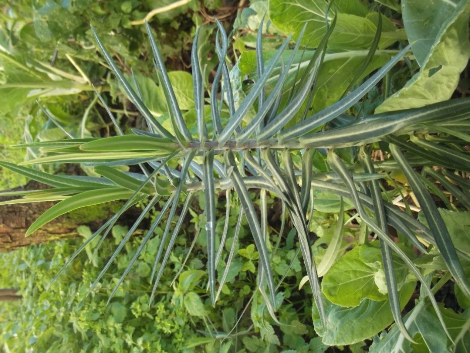 Planta da Toupeira (sementes)