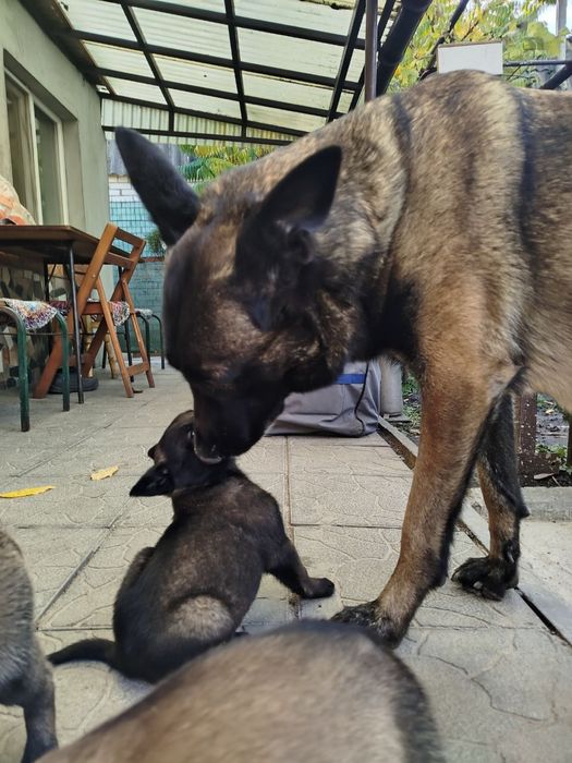 Бельгійська вівчарка цуценята малінуа