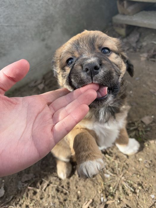 Szczeniaki szukaja domu