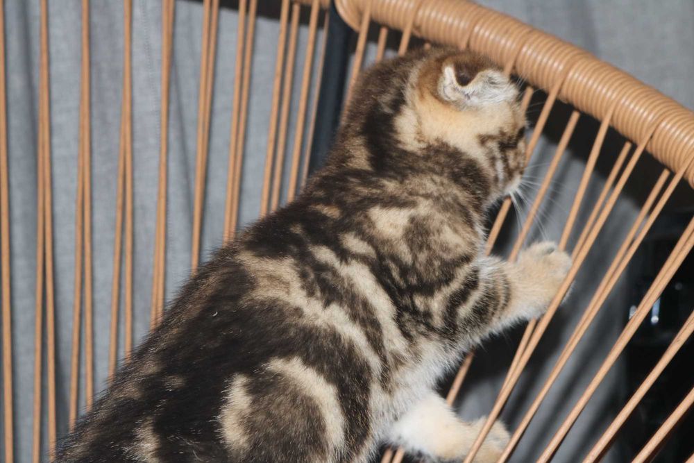 um gatinho scottish fold golden