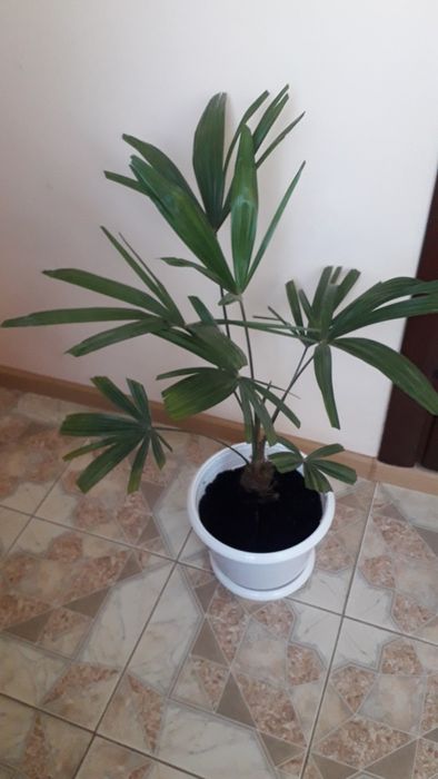 Пальма Washingtonia, пересилаю