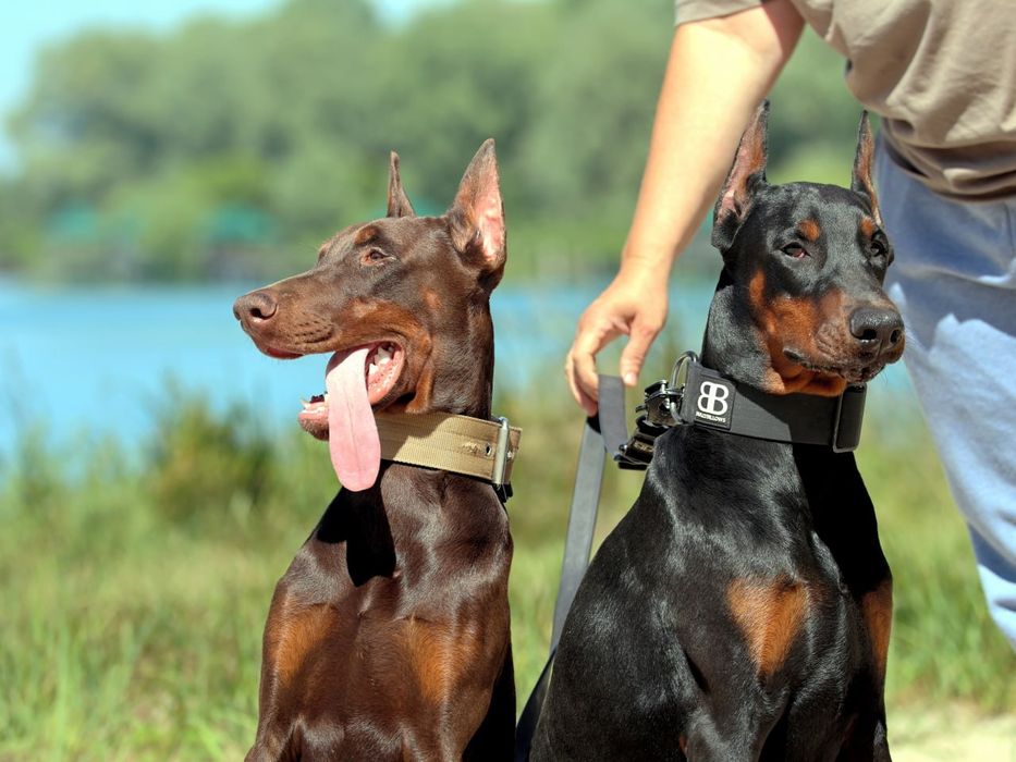 Добермани. Хлопці