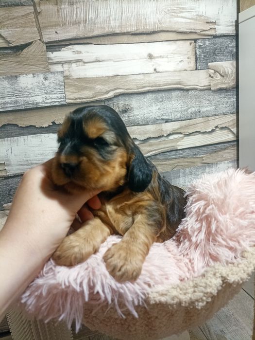 Cocker spaniele rezerwacja