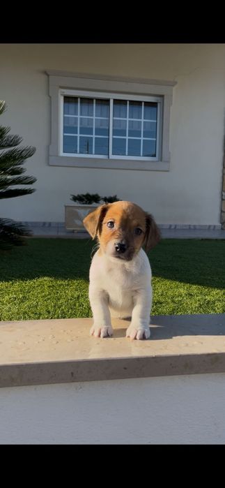 Jack Russell macho