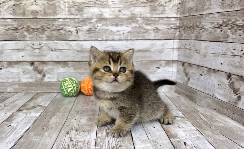Британский котенок, мальчик. Питомник.