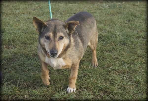 Fugar - kochany psiak do adopcji :)