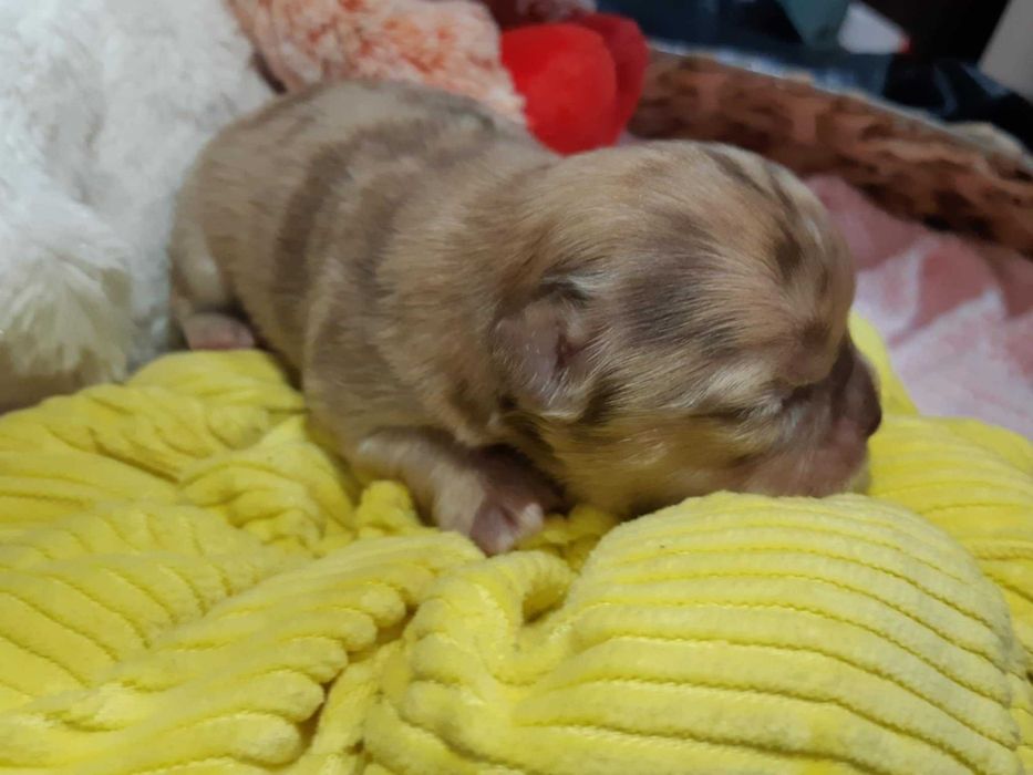 Chihuahua Piesek Beżowo Merle