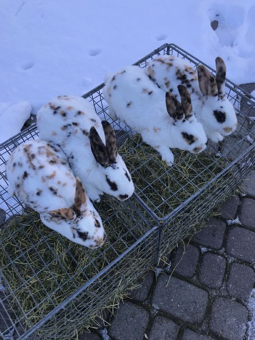 Кролики рекс триколор молодняк 2 місяці