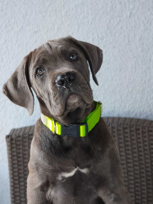 Cane Corso Italiano- cudowna szara dziewczynka.ZkwP