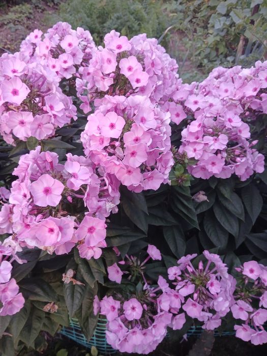 Floks wiechowaty karpa bylina