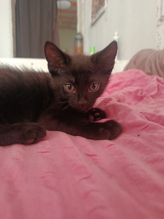 Віддам котика 2 місяці