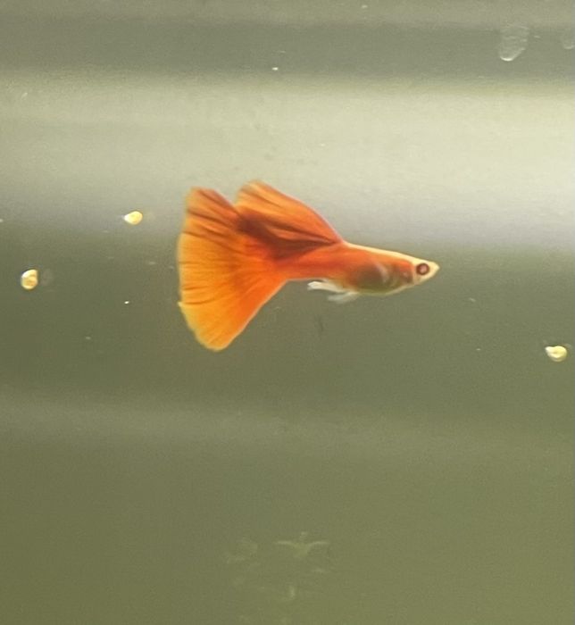 Guppy’s Albinos Full Red