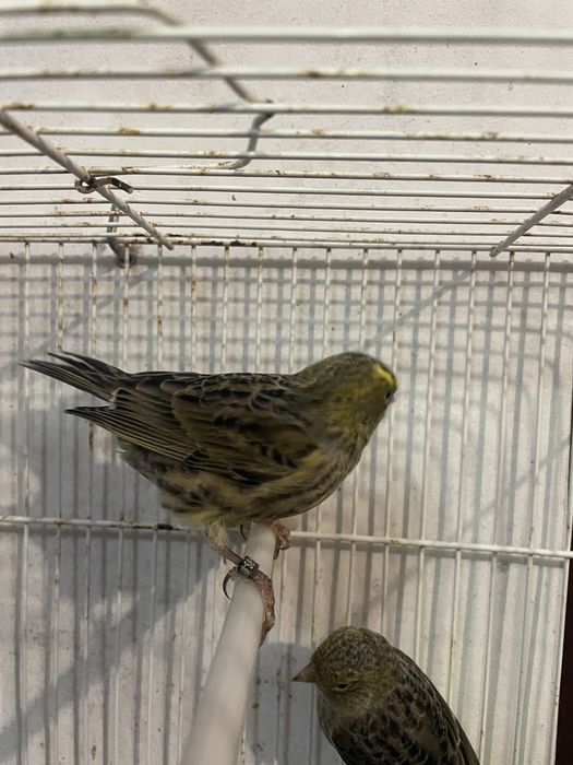 Canarios frisado do norte e Lizard