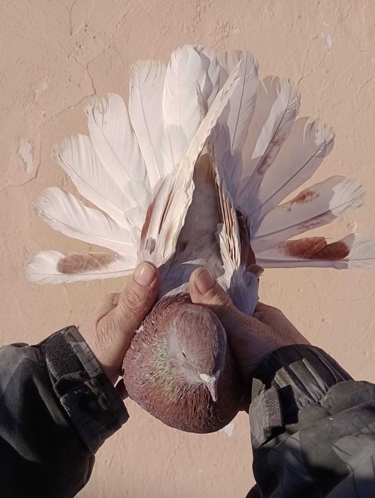 Sprzedam gołębie szaryki