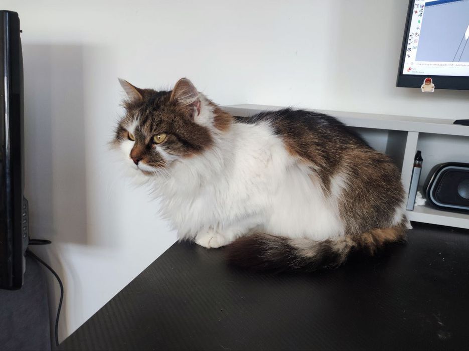 Знайшли стерилізовану кицю