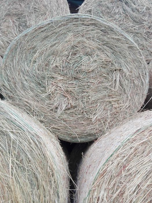 2025 Siano Bele 120 cm