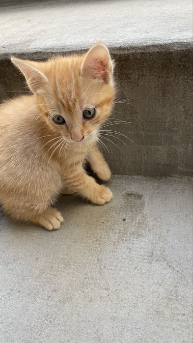 Gatinha bebe lanaranja