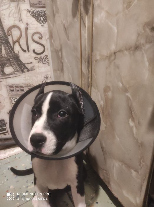 Щенок амстаффа с родоводом WKU