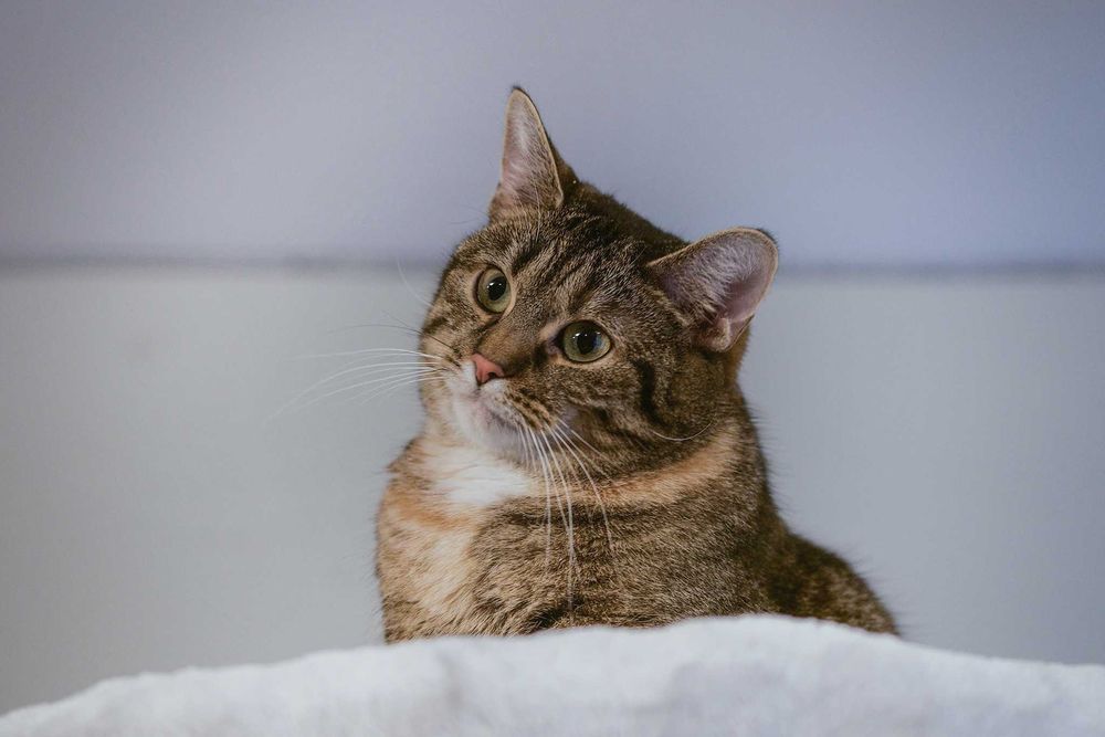 FILIFIONKA - śliczna koteczka szuka domu/Poznań