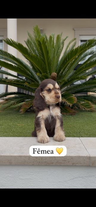 Cocker spaniel inglês fêmea