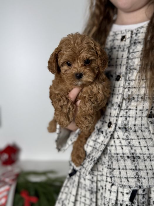 Малюки мальтіпу вакциновані