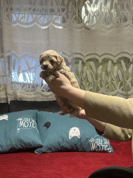 Мальтіпу дівчинка міні  фото оригінальне