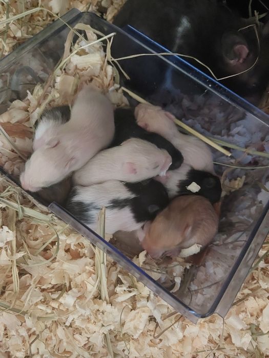 Sprzedam syryjskich chomików