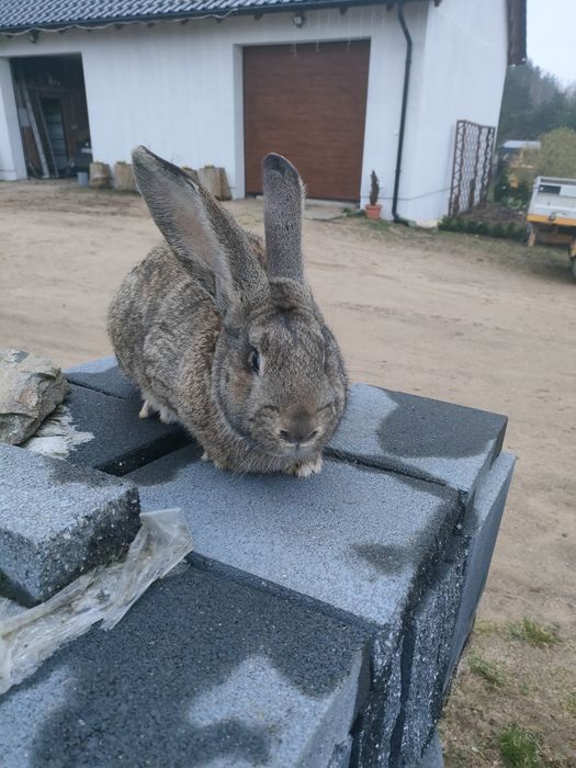 Królik olbrzym belgijski Samiec