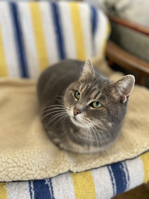 Кошечка в добрые руки бесплатно