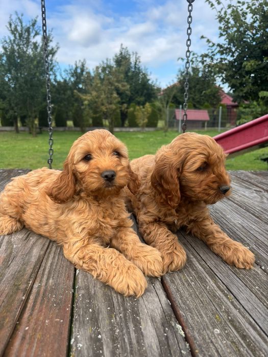 Cockapoo (Cocker spaniel angielski+ Pudel Miniaturowy)
