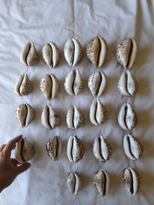 conchas marinhas cypraea