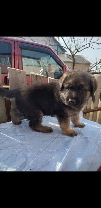 Цуценята породи німецька вівчарка.