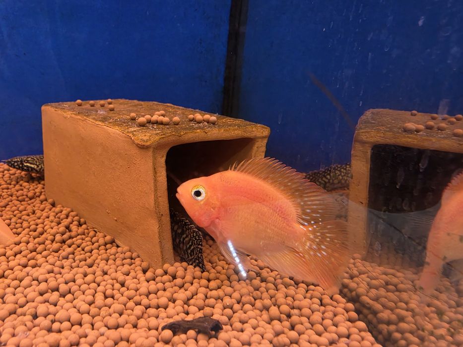 Red Parrot Cichlid