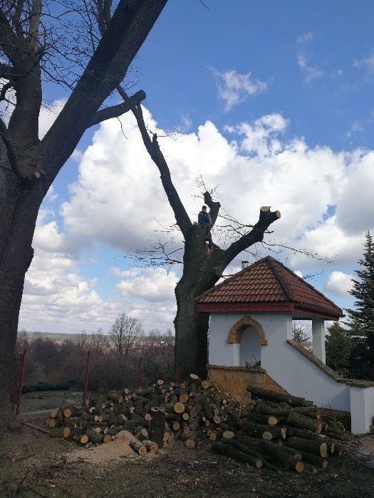 Wycinka drzew , scinka drzew metoda alpinistyczna