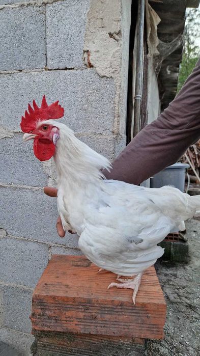 Galos de raça excelente qualidade- Pedrês Portuguesa, Olive Egger, Cream Legbar, Leghorn