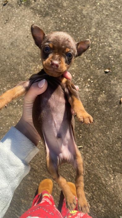 Pinscher macho chocolate