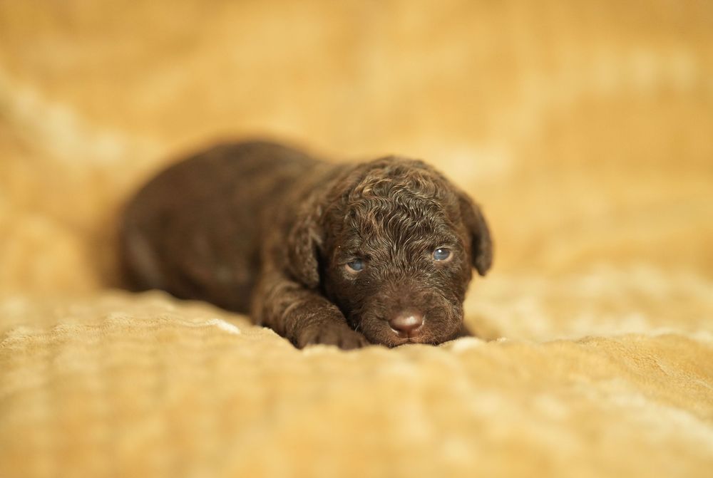 Hiszpański Pies Dowodny - brązowa suczka