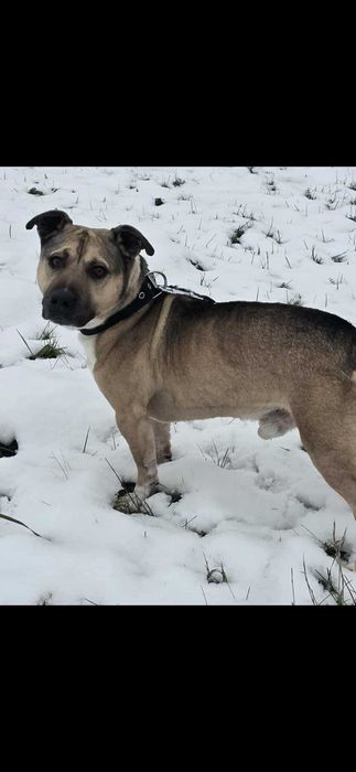 Młody, 5 letni silny samiec w typie amstaff