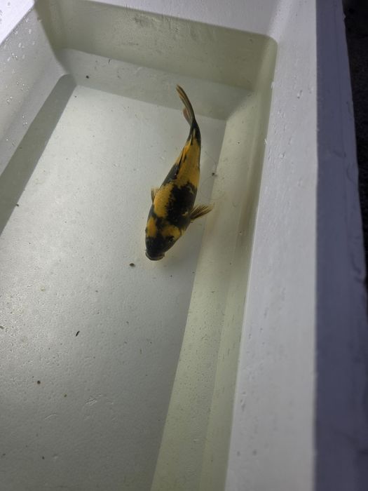 Carpa koi japonesa