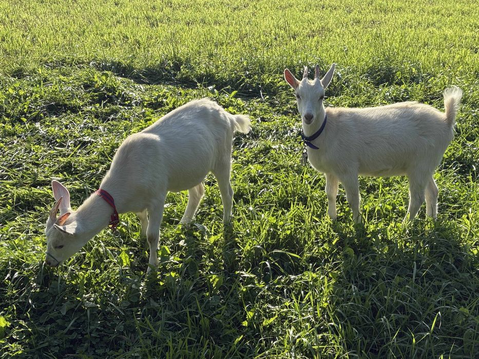 Sprzedam młode kozy mleczne