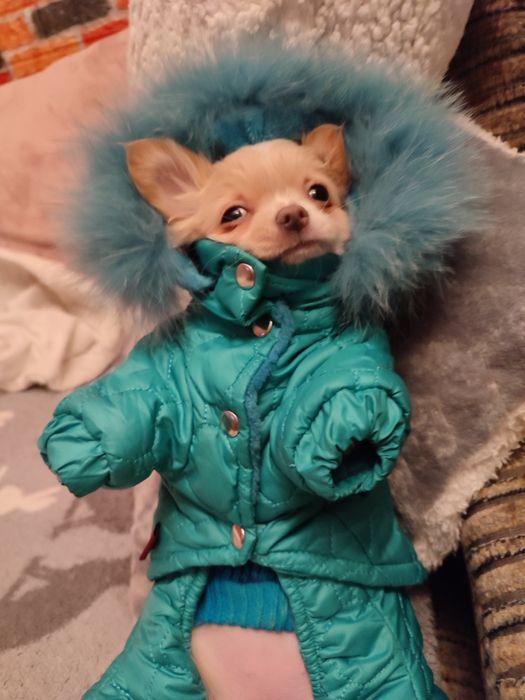 Продам Мини девочку Чихуахуа